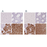 Golgi protein 58k Antibody in Immunohistochemistry (Paraffin) (IHC (P))