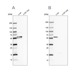 Golgi protein 58k Antibody in Western Blot (WB)