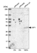 USF1 Antibody in Western Blot (WB)