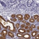 C6orf58 Antibody in Immunohistochemistry (Paraffin) (IHC (P))