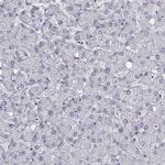 C6orf58 Antibody in Immunohistochemistry (Paraffin) (IHC (P))
