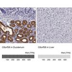 C6orf58 Antibody