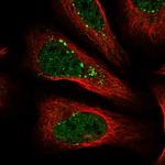 SENP8 Polyclonal Antibody