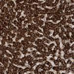 SENP8 Antibody in Immunohistochemistry (Paraffin) (IHC (P))
