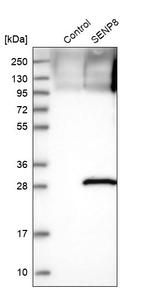 SENP8 Antibody in Western Blot (WB)