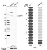 IGSF3 Antibody