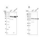 GNL3L Antibody in Western Blot (WB)