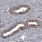 GUSB Antibody in Immunohistochemistry (Paraffin) (IHC (P))