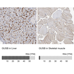 GUSB Antibody in Immunohistochemistry (Paraffin) (IHC (P))