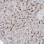 GUSB Antibody in Immunohistochemistry (Paraffin) (IHC (P))
