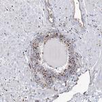 GUSB Antibody in Immunohistochemistry (Paraffin) (IHC (P))