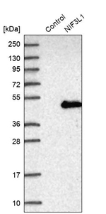 ALS2CR1 Antibody in Western Blot (WB)