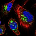 TRAF3IP2 Polyclonal Antibody