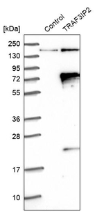 TRAF3IP2 Antibody in Western Blot (WB)