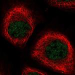 NPEPL1 Polyclonal Antibody