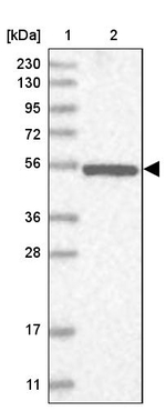 NPEPL1 Antibody in Western Blot (WB)