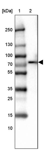 SLP76 Antibody in Western Blot (WB)