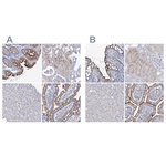 NHE3 Antibody in Immunohistochemistry (Paraffin) (IHC (P))