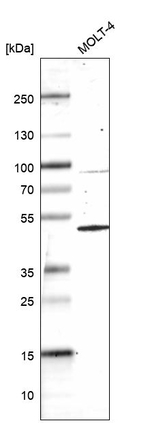 HOMER1 Antibody in Western Blot (WB)