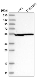 Septin-8 Antibody in Western Blot (WB)
