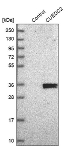 CUEDC2 Antibody in Western Blot (WB)