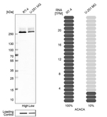 Acetyl-CoA Carboxylase Antibody in Western Blot (WB)