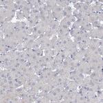 NHE3 Antibody in Immunohistochemistry (Paraffin) (IHC (P))
