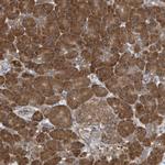 VAMP7 Antibody in Immunohistochemistry (Paraffin) (IHC (P))