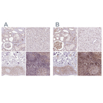 Nucleostemin Antibody in Immunohistochemistry (Paraffin) (IHC (P))