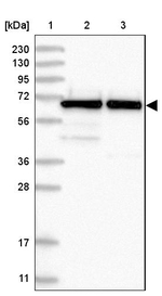Nucleostemin Antibody in Western Blot (WB)
