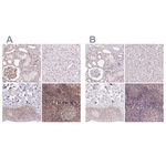 Nucleostemin Antibody in Immunohistochemistry (Paraffin) (IHC (P))