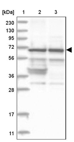Nucleostemin Antibody in Western Blot (WB)
