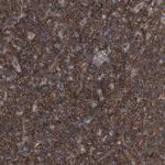 P2Y10 Polyclonal Antibody