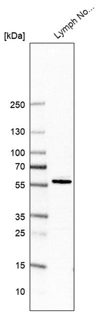 P2Y10 Antibody in Western Blot (WB)