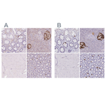 Glucagon Antibody in Immunohistochemistry (Paraffin) (IHC (P))
