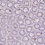 Glucagon Antibody in Immunohistochemistry (Paraffin) (IHC (P))