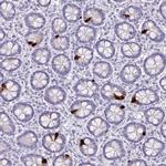 Glucagon Antibody in Immunohistochemistry (Paraffin) (IHC (P))