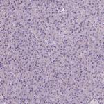 Neurocan Polyclonal Antibody