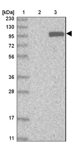 KIF20A Antibody in Western Blot (WB)