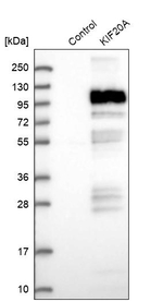 KIF20A Antibody in Western Blot (WB)