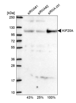 KIF20A Antibody in Western Blot (WB)