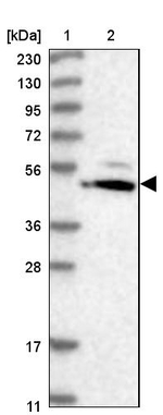 HMGCS1 Antibody in Western Blot (WB)