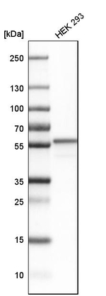 HMGCS1 Antibody in Western Blot (WB)