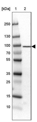 TARS Antibody in Western Blot (WB)