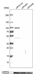 MICU1 Antibody in Western Blot (WB)