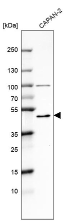 MICU1 Antibody in Western Blot (WB)