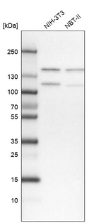 ZCCHC8 Antibody in Western Blot (WB)