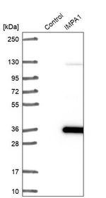 IMPA1 Antibody in Western Blot (WB)