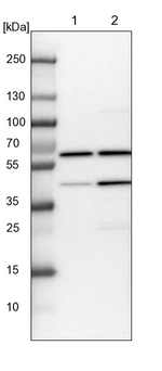 COPD Antibody in Western Blot (WB)