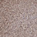 GST Omega 1 140A Antibody in Immunohistochemistry (Paraffin) (IHC (P))